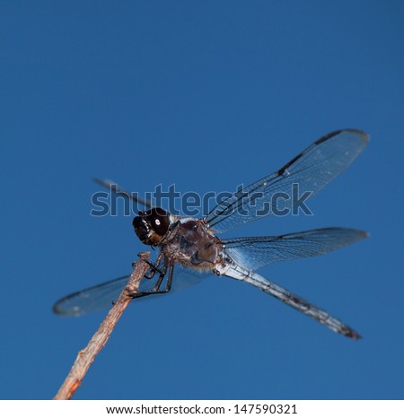 Black headed dragonfly that is ready to leave
