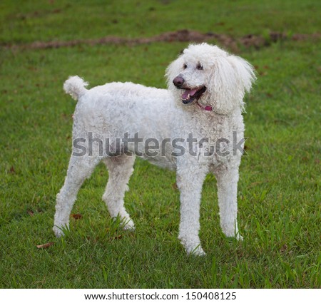 Standard sized white poodle standing on a green lawn