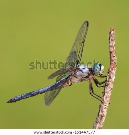 Blue eyed dragonfly waiting for an insect to fly by