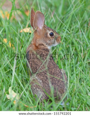 Rabbit that is sticking in the higher grass
