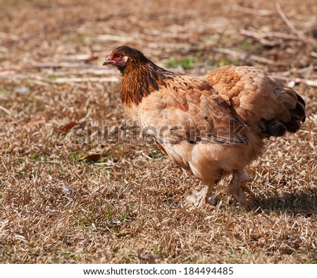 Brown and black chicken hen on some dead grass