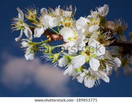 Group of flowers on the end of a plum tree branch