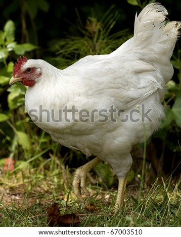 chicken that is white walking next to some brush