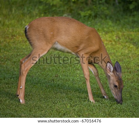 whitetail deer female that is eating grass in a lawn