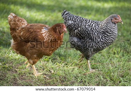 two young chickens going for a walk together