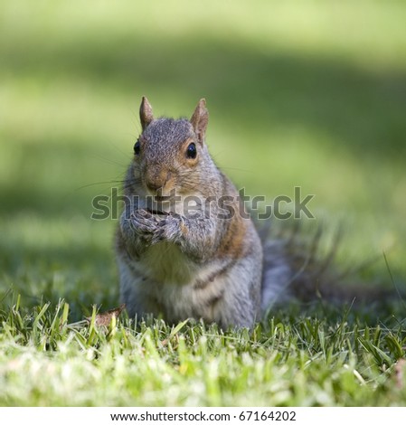 tree squirrel on the lawn that has found a sunflower seed