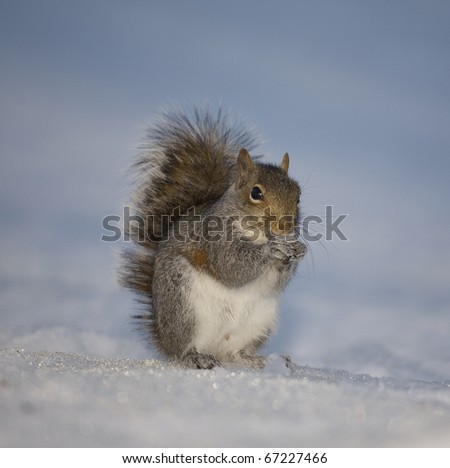 tree squirrel that has found something to eat in the snow