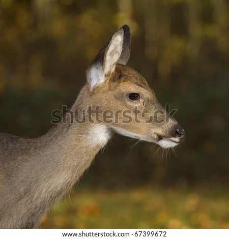 whitetail doe that is in a field during the fall