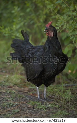 black chicken hen that is cackling loudly near some trees