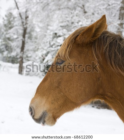 Horse that is near a forest during a winter storm