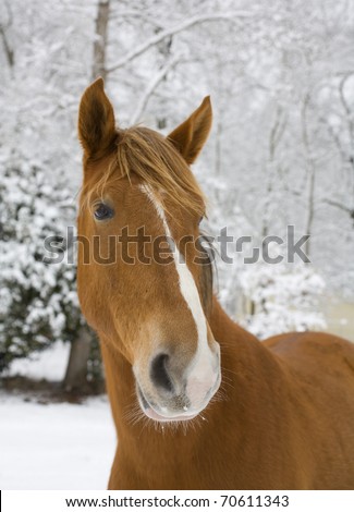 Horse that has snow on its whiskers in the winter
