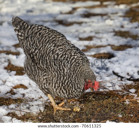 Black and white chicken hen looking for food between the snow
