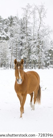 Horse that seems to come out of a winter snow storm