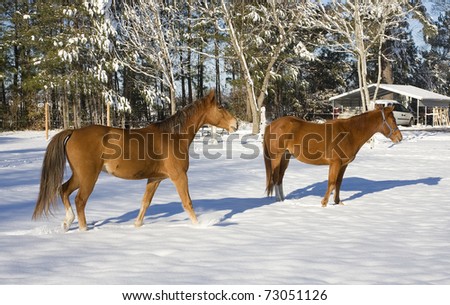Pair of horses that are in a small winter snow