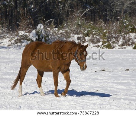 Horse that is waking in the snow in the sunlight
