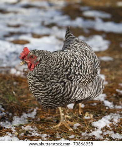 Chicken hen that is changing direction on a light snow