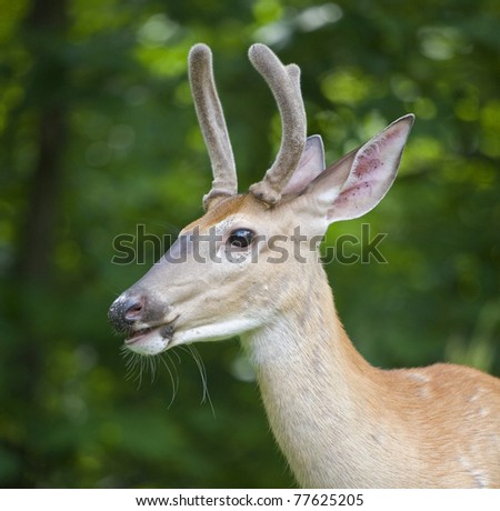 whitetail buck in a forest with open mouth