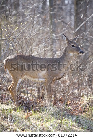 whitetail doe on the edge of a big forest