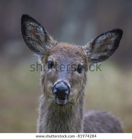 whitetail deer that is having a bad hair day after rain