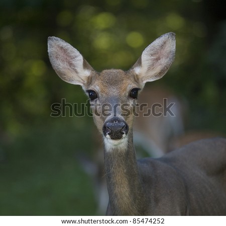 Whitetail deer doe looking right at the camera as the flash went off