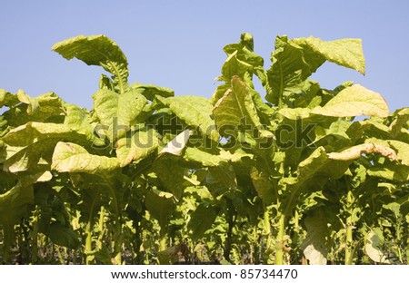 Tobacco in a field in North Carolina that is ripening