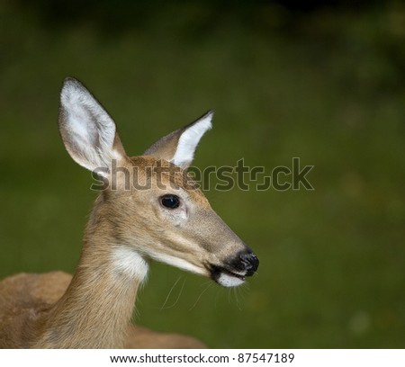 Fawn that has lost its spots up close to the camera