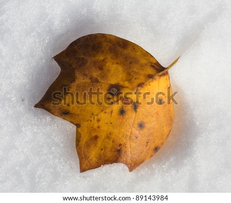 Yellow autumn leaf that has fallen into an early snow