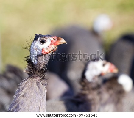 Guinea hen at the back of the flock keeping an eye on the photographer