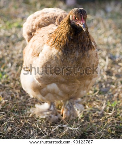 Chicken hen that has brown and light tan feathers