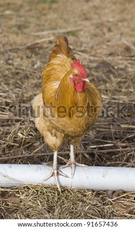 Golden chicken rooster standing on top of a cardboard tube