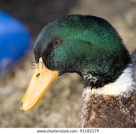 Male duck with a green head that is close to the camera
