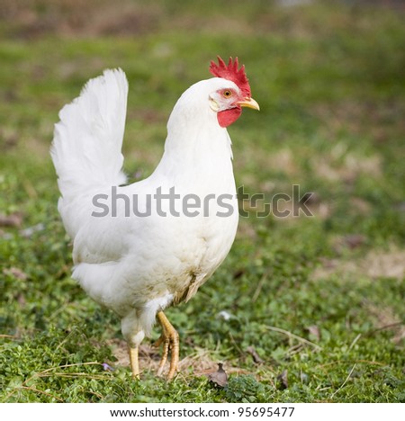 White chicken hen that has one foot raised to start walking