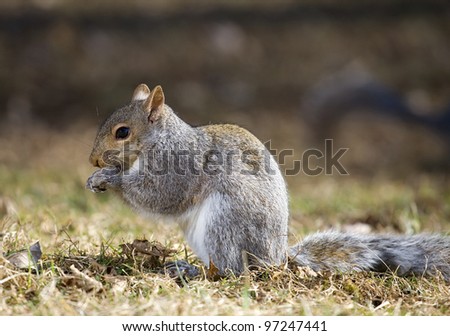 Tree squirrel that has come from the trees onto a winter grass