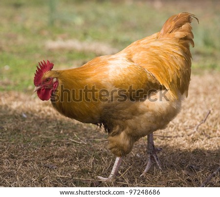 Golden chicken rooster walking from the sun into the shade