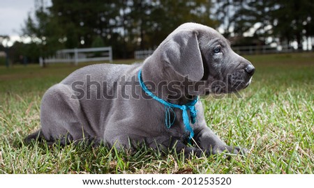 Great Dane puppy posing for a photo on the grass