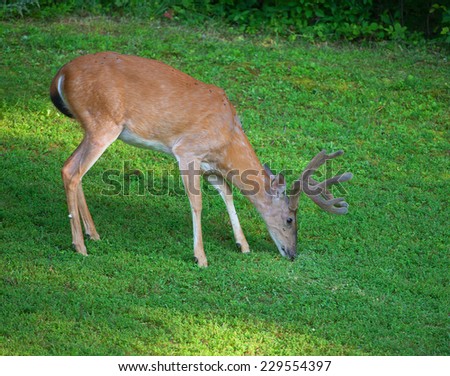 Whitetail buck with antlers in velvet with its head down eating