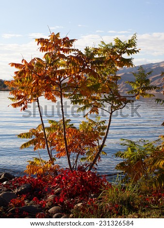 Small tree changing colors during the fall next to the Snake River