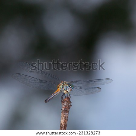 Dragonfly on a stick watching the sky for a meal