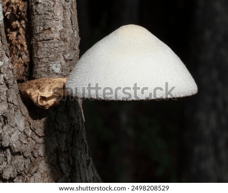 Similar – Image, Stock Photo Toadstool grows behind a mysterious light green spot on the forest floor