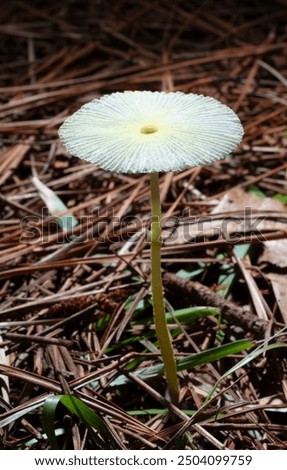 Similar – Image, Stock Photo Toadstool grows behind a mysterious light green spot on the forest floor