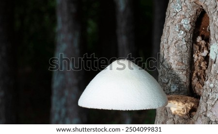 Similar – Image, Stock Photo Toadstool grows behind a mysterious light green spot on the forest floor