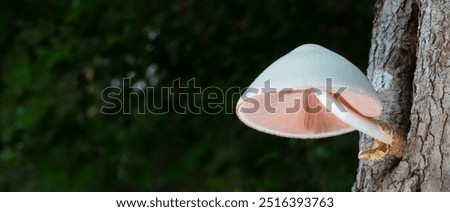 Similar – Image, Stock Photo Toadstool grows behind a mysterious light green spot on the forest floor