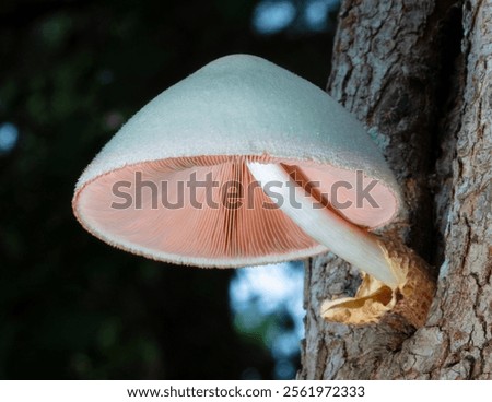Image, Stock Photo Toadstool grows behind a mysterious light green spot on the forest floor