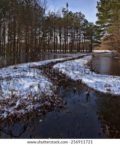 Line of trees with snow and water and ice underneath