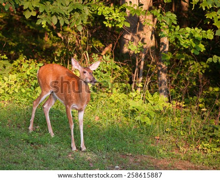 Whitetail deer doe all alone at the edge of a forest