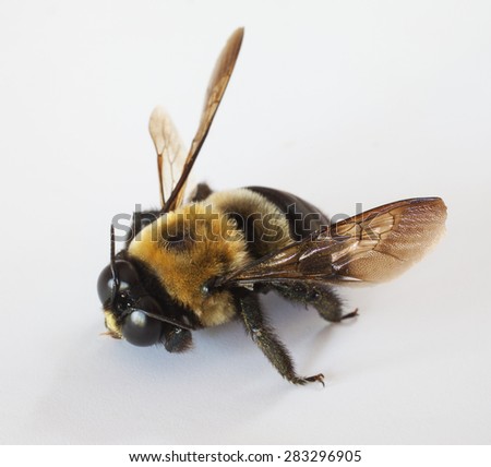 Male carpenter bee that is on a white background