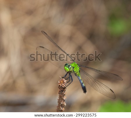 Green dragonfly on a pine tree branch looking for bugs to eat