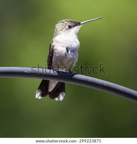 Hummingbird with a white chest sitting on a metal tube