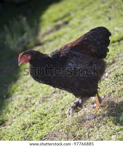Black chicken hen walking from the sun into the shade