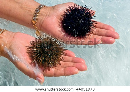 Sea urchins on palms of hands